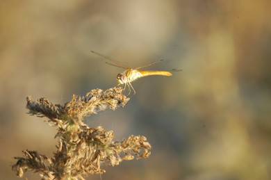 Sympetrum fonscolombii